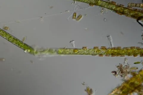 Green algae thread with growth of diatoms and bellfish Stock Photos