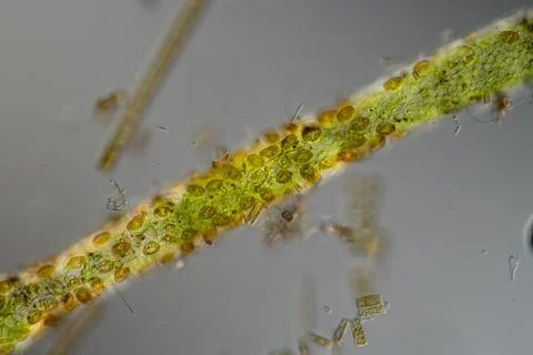 Green algae thread with growth of diatoms and bellfish Stock Photos