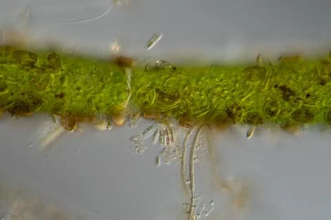 Green algae thread with growth of diatoms and bellfish Stock Photos