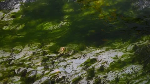 Green algae thrive in crystal clear water flowing through stream with a sand Stock Footage 313587052
