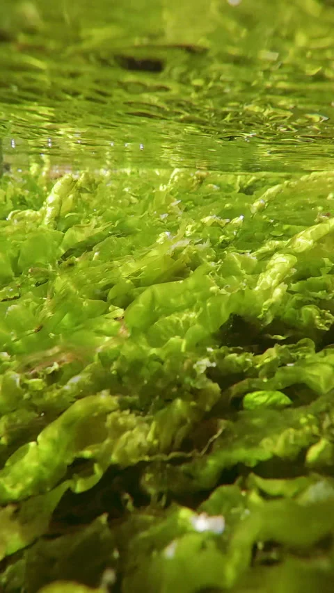 Green algae, Ulva intestinalis swaying in water flow below surface in coastal Vidéo 338024837