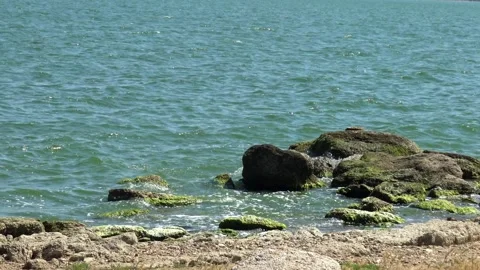 Green algae Ulva intestinalis (synonym: Enteromorpha intestinalis) growing .. Stock Footage 339902931