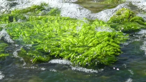 Green algae Ulva intestinalis (synonym: Enteromorpha intestinalis) growing .. Stock Footage 339905301