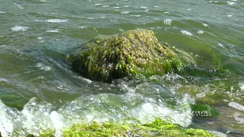 Green algae Ulva intestinalis (synonym: Enteromorpha intestinalis) growing .. Stock Footage 339905315