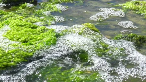 Green algae Ulva intestinalis (synonym: Enteromorpha intestinalis) growing .. Stock Footage 339905402