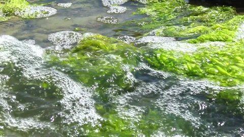 Green algae Ulva intestinalis (synonym: Enteromorpha intestinalis) growing .. Stock Footage 339905950