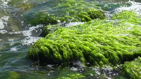 Green algae Ulva intestinalis (synonym: Enteromorpha intestinalis) growing .. Stock Footage 339906062