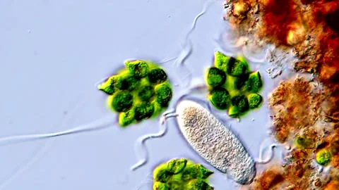 Green algae under DIC microscope, green algae cells 스톡 동영상 317788026