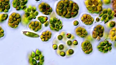 Green algae under DIC microscope, Microalgae life in pond water 400x 库存影片 317790095
