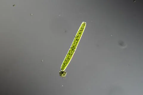 Green algae under the microscope 100x Fotos de archivo
