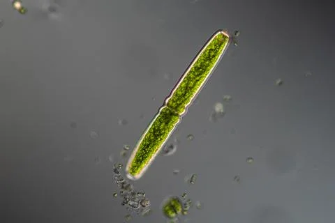 Green algae under the microscope 100x Fotos de archivo