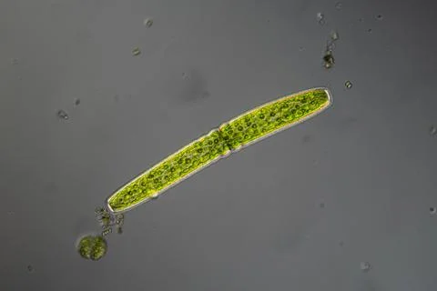 Green algae under the microscope 100x Fotos de archivo