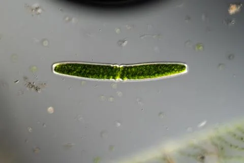 Green algae under the microscope 100x Stock Photos