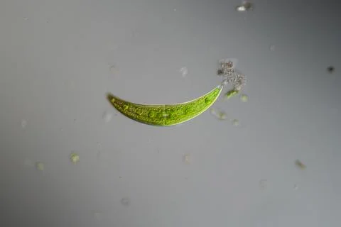 Green algae under the microscope 100x Stock Photos