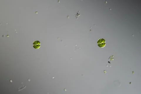 Green algae under the microscope 100x Stock Photos