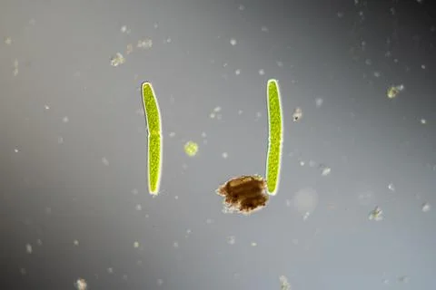 Green algae under the microscope 100x Stock Photos