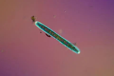 Green algae under the microscope 100x Stock Photos