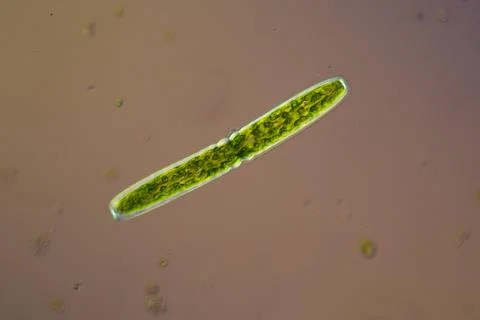 Green algae under the microscope 100x Foto stock