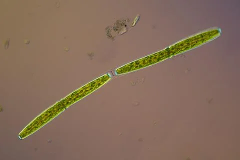Green algae under the microscope 100x Stock Photos