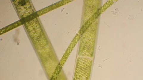 Green algae under the microscope Stock Footage 266527146
