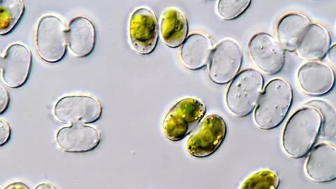 Green algae under microscope Vídeos de archivo 311038412