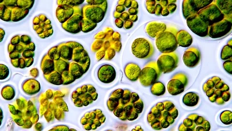 Green algae under microscope view, Microalgae microorganism Vídeos de archivo 317790106
