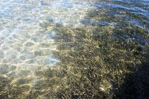 Green algae under water on the white sand. Philippines. 写真素材
