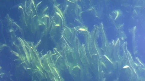Green algae underwater, close up, sunlight Stock Footage 252765326
