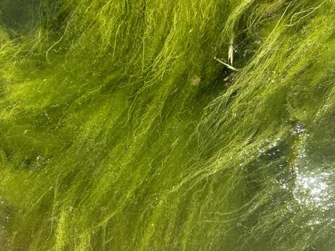 Green Algae Underwater Texture Stock Photos