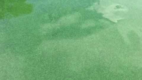 The green algae in the water Stock Footage 118268133