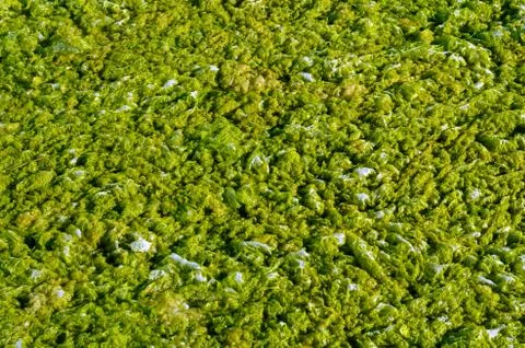 Green algae with water. Stock Photos