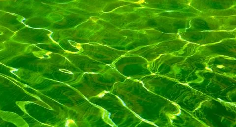 Green algae with water. Stock Photos