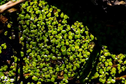 Green algae in water Stock Photos