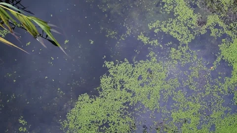 Green algae in the water with rain drops Stock Footage 344455792