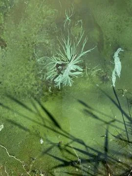 Green Algae Water Surface Abstract Natural Texture Environmental Concept Stock Photos