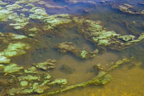 Green algae in the water surface Stock Photos
