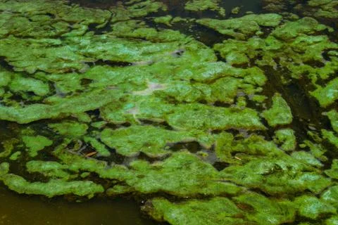Green algae in the water surface Foto stock