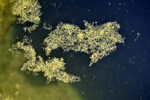 Green algae on the water surface of the swamp Foto stock