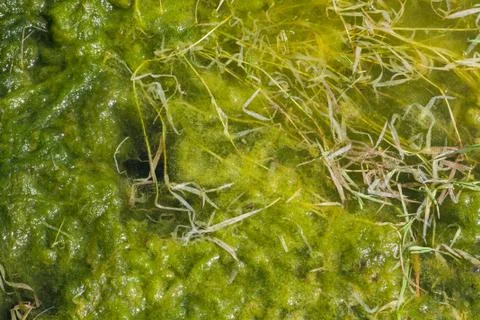 Green algae in the water - texture background Stock Photos