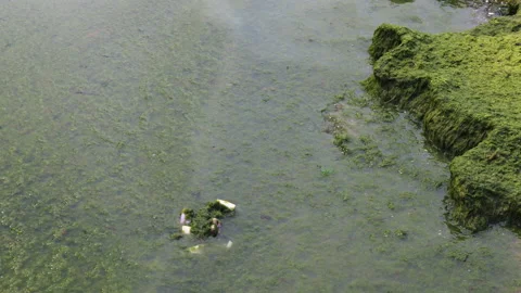 Green algae water texture of the seashore or ocean. Environmental stera Stock Footage 161399046