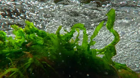 Green algaes swaying in current of mountain stream under multitude of air Stock Footage 339367583