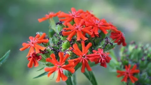 Green, alive fire and violet flower Stock Footage 11203873