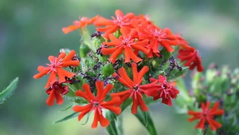 Green, alive fire and violet flower with insects Video stock 11206800