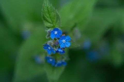 Green alkanet Stockfoto's