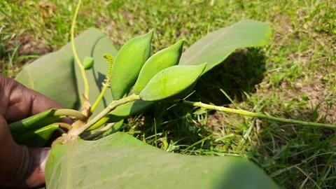 Green Almond. Stock Footage 181080259