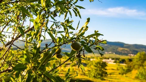 Green almond on tree Video stock 96214484