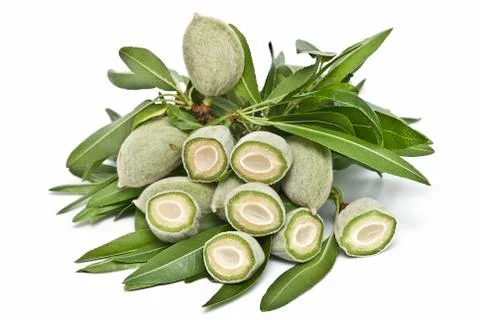 Green almonds cut. Stock Photos
