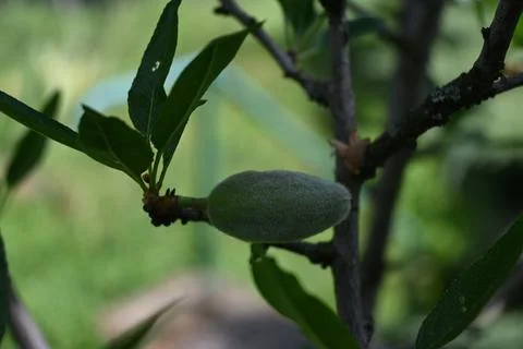 Green Almonds Growing on Tree, Close-Up Nature and Harvest Concept Stock Photos