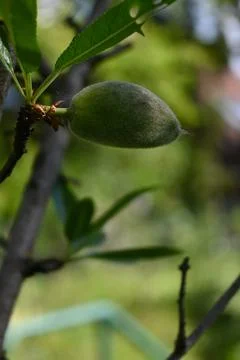 Green Almonds Growing on Tree, Close-Up Nature and Harvest Concept 写真素材