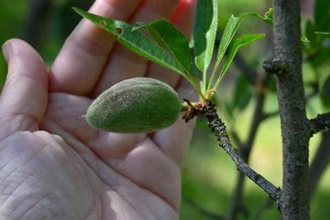 Green Almonds Growing on Tree, Close-Up Nature and Harvest Concept Fotos Stock